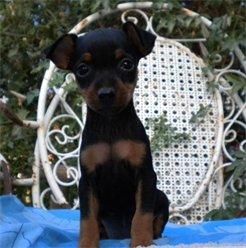 pinscher precioso con pedigre 350 euros