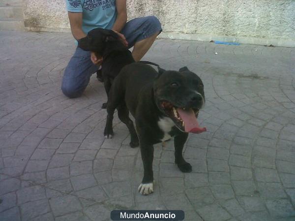 proxima camada staffordshire bull terrier