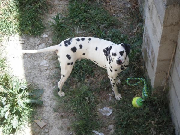 regalo dalmata macho granada