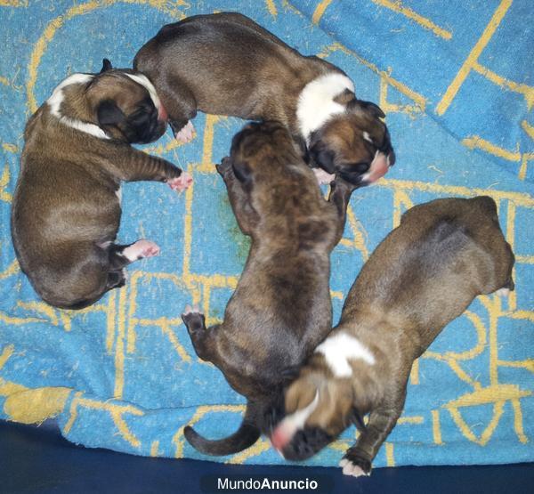 Cachorros boxer de silvecan