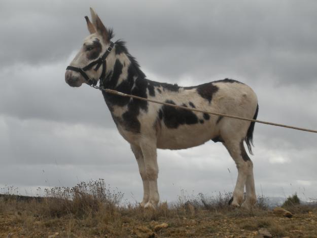 Ofrezco Burro Pio para cubriciones