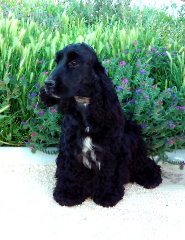 Precioso cocker spaniel negro para montas