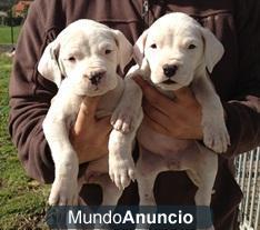 Preciosos cachorros de Dogo Argentino