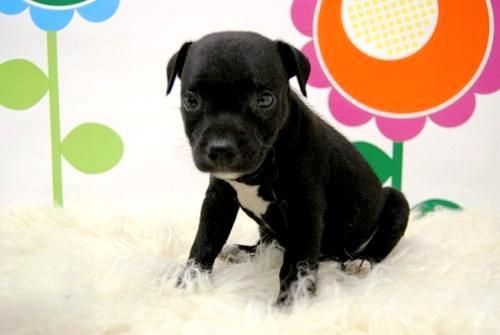 Staffordshire Bullterrier  - Cachorros Disponibles - www.animalflower.es