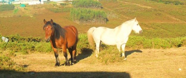 vendo caballos yeguas potros