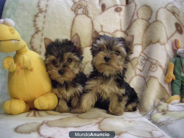 YORKSHIRE cachorritos