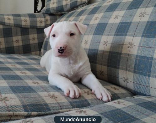 Bull terrier Miniatura Macho. y Hembra