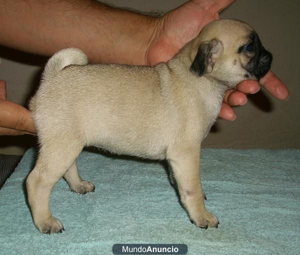 CACHORROS DE CARLINO DE LA ALCAZABA