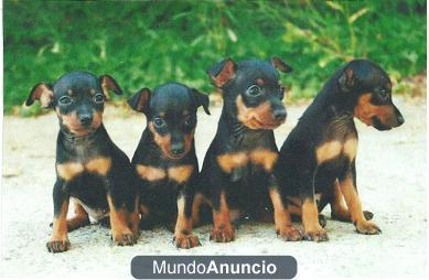 Cachorros Minipincher 20/12/2011