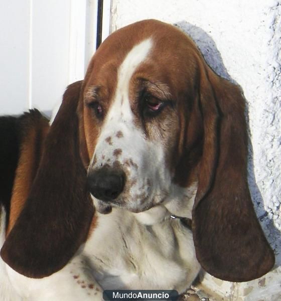 Cambio hembra de Basset Hound