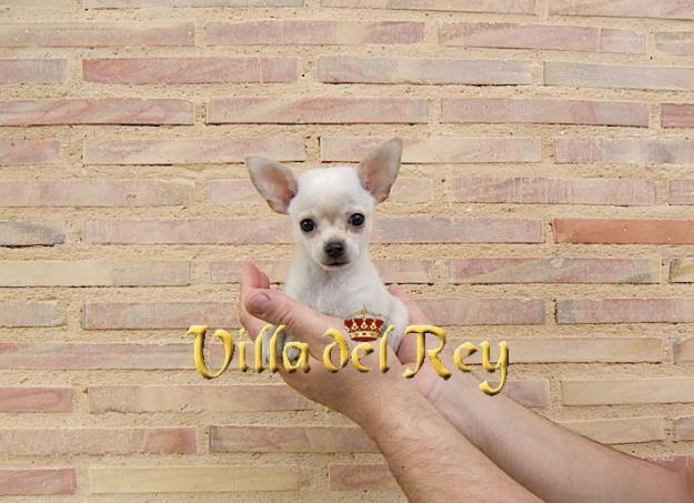 chihuahua macho de mas de 2 meses