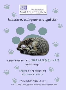 Día de la adopción. Madrid Felina