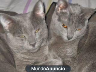 gatitos azul ruso