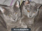 gatitos azul ruso - mejor precio | unprecio.es