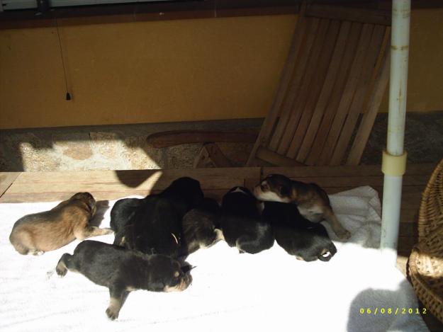 SE REGALAN CACHORROS NACIDOS ESTE 25 DE JULIO DEL 2012