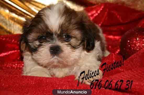 ¡Estas fiestas regala vida, regalaros un shih tzu!