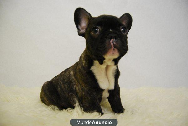 bulldog franceses cachorros con 2 meses negros y fanw