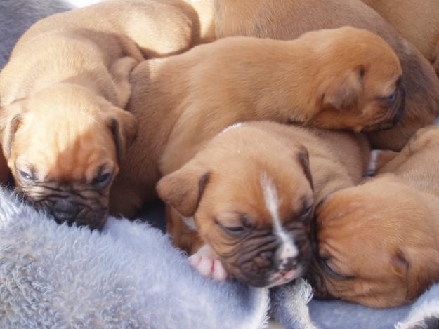 CAMADA DE CACHORROS BOXER