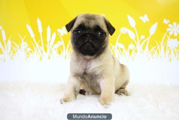 Camadita de Carlino Pug cachorritos de raza y calidad