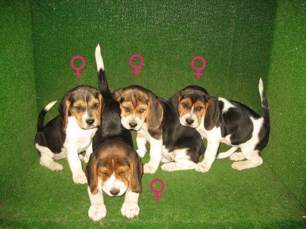 MARAVILLOSOS CACHORROS DE BEAGLE 240