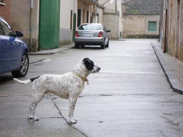 REGALO PERRO ABANDONADO