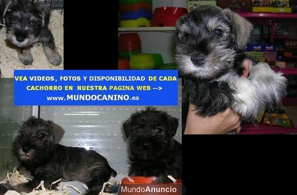 Schnauzer Mini, Bullterrier, Boxer y Pastor Aleman cachorros en Tienda Virtual