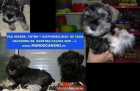 Schnauzer Mini, Bullterrier, Boxer y Pastor Aleman cachorros en Tienda Virtual - mejor precio | unprecio.es