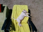 vendo cachorro de bull terrier - mejor precio | unprecio.es