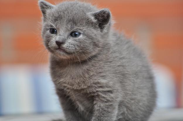 vendo gato azul ruso