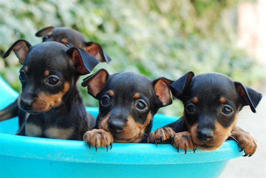 autenticos mini pinscher