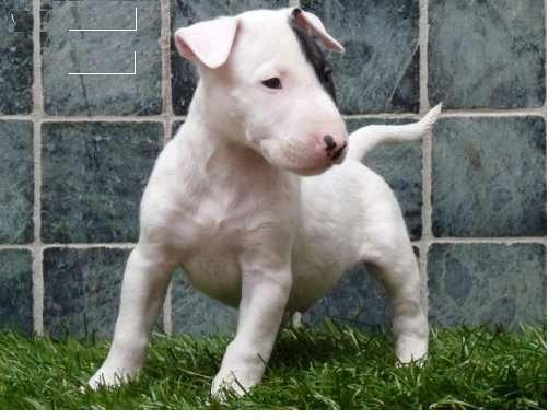 BUSCO CACHORRO BULL TERRiER DE REGALO O PARA ADOPCION