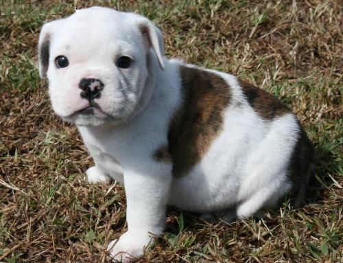 cachorros de bulldog inglés