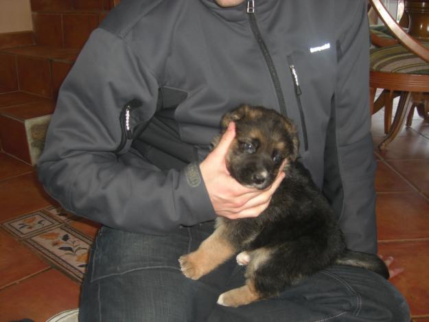 Cachorros de pastor alemán  y golden