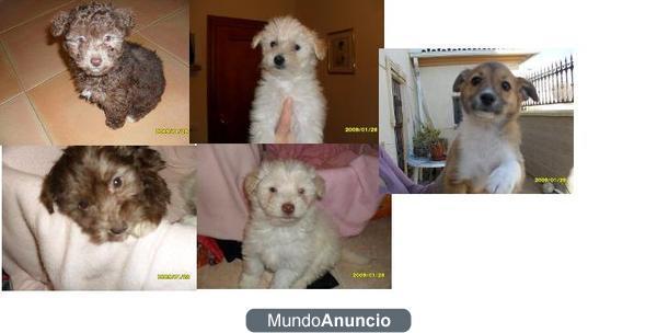 Cinco peluchitos bebes abandonados en una cajita