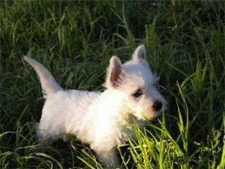 westie preciosos cachorros 390 euros