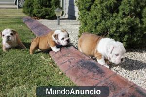 Hermosos cachorros Bulldog Inglés