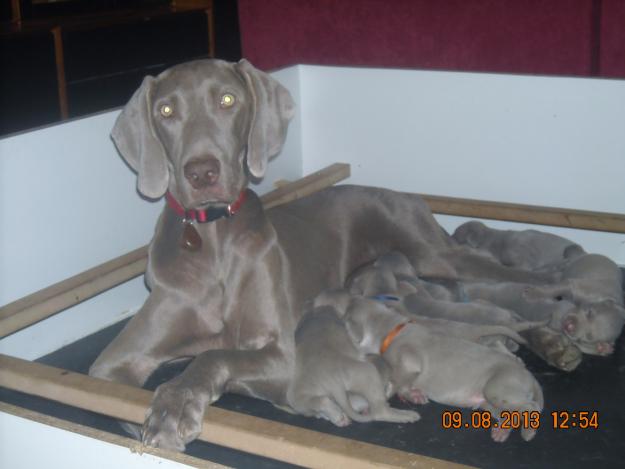 Weimaraners, camada calidad exposición