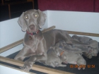 Weimaraners, camada calidad exposición - mejor precio | unprecio.es