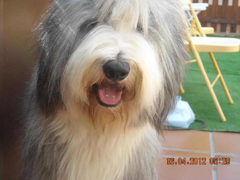 Bearded Collie (Collie barbudo)- semental