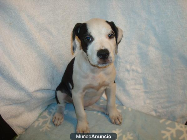 BULLDOG AMERICANO, PERROS, CACHORROS, CRIADERO, GARANTIA AQUANATURA