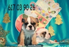 Bulldog ingles magnificos no lo pienses mas - mejor precio | unprecio.es