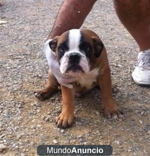 Camada Bulldog Ingles 600€