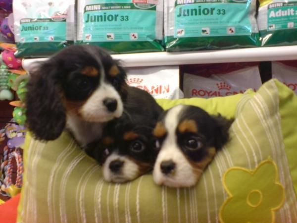 Cavalier King Charles Spaniel, perros, cachorros, criadero, venta.  El Cavalier King Charles Spaniel es un perro pequeño