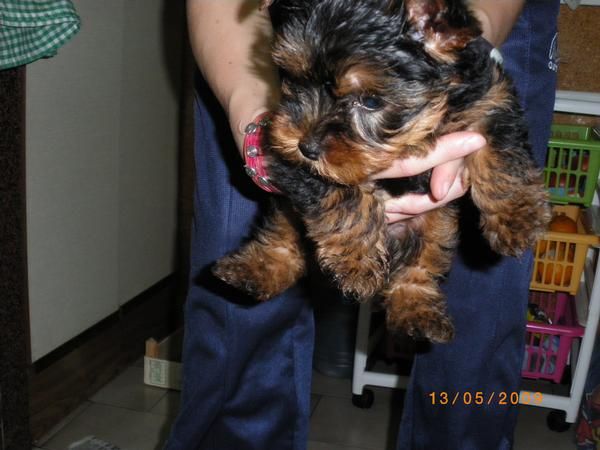 COCKER 250 EUROS Y YORKSHIRE TERRIER ENANO 400 EUROS + PEDIGRE Y GARANTIA