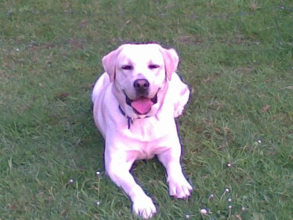 Labrador con pedigree busca novia con pedigree