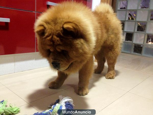 MACHO CHOW CHOW PARA MONTAS VALENCIA