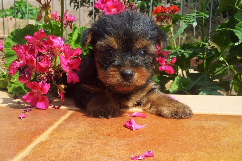 Preciosos Cachorros de Yorkshire Terrier en Oferta