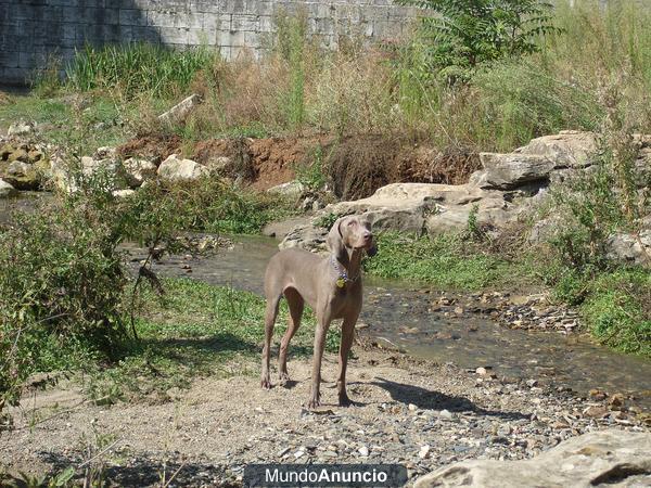 Weimaraner