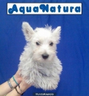 WESTHIGHLAND WHITE TERRIER, perros, cachorros, criadero, venta –GARANTIA AQUANATURA- Rústico, vivaz, valiente, muy inde - mejor precio | unprecio.es