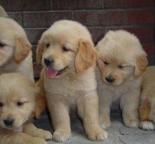 CACHORROS DE GOLDEN RETRIEVER, GARANTIZADOS 450 EUROS